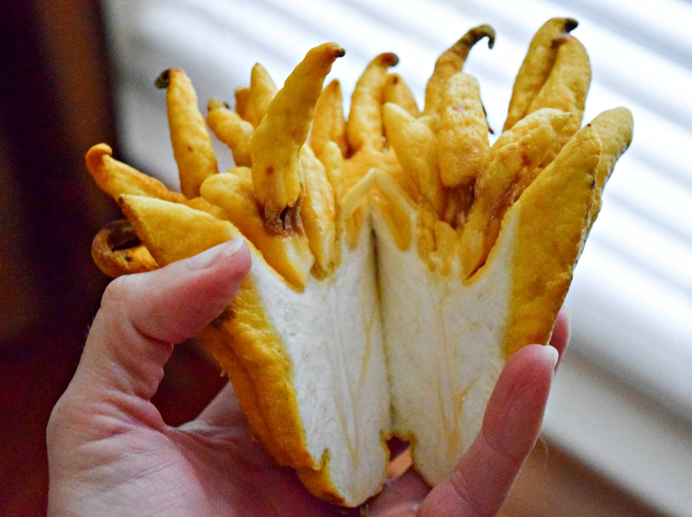 Meet Buddha's Hand, A Freaky Fingered Fruit + Citrus Dressingthefitforkcom