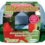 watermelon growing kit