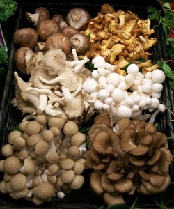 mushroom types
