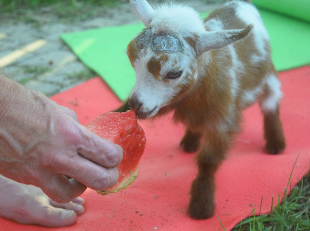 Goat eating watermelon at Goat Yoga