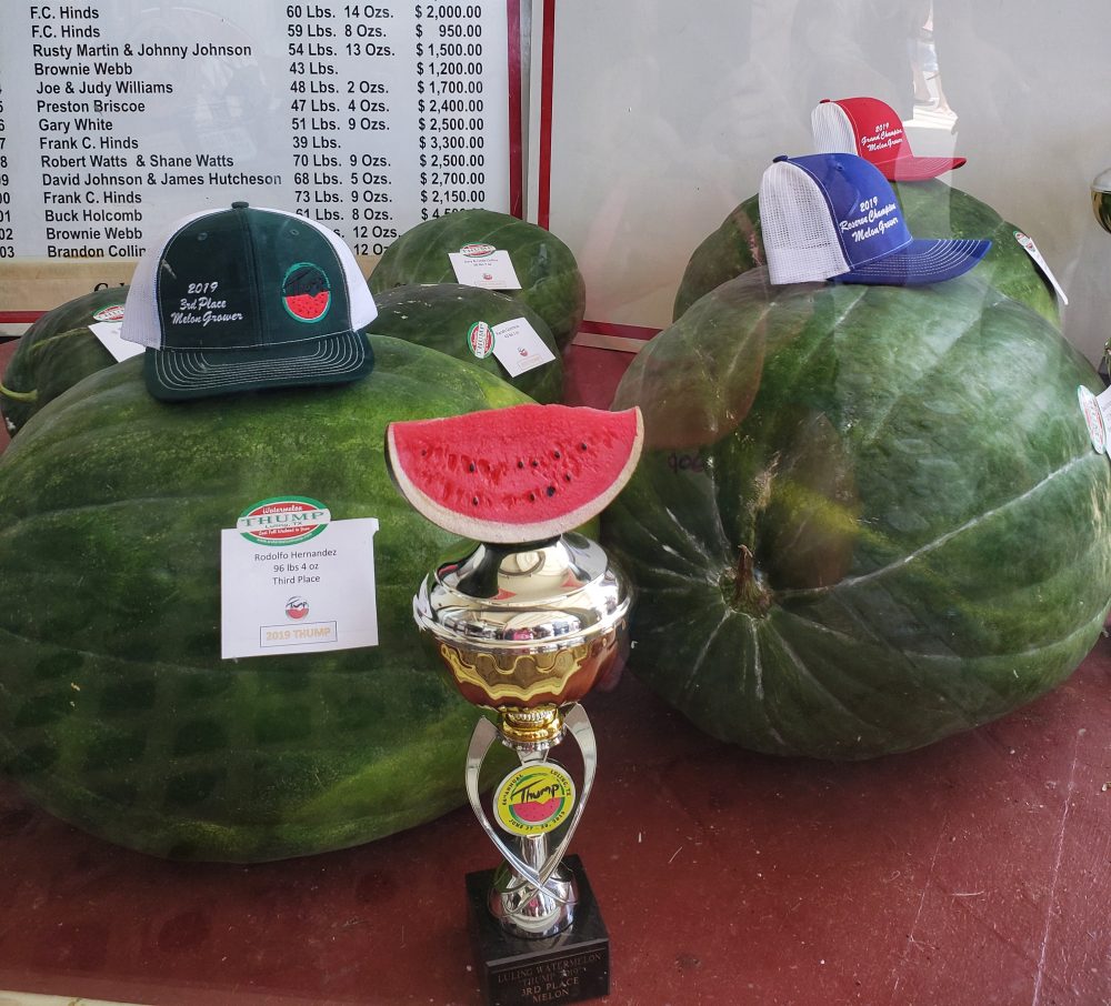 Prize Winning Watermelons Luling Thump 2019