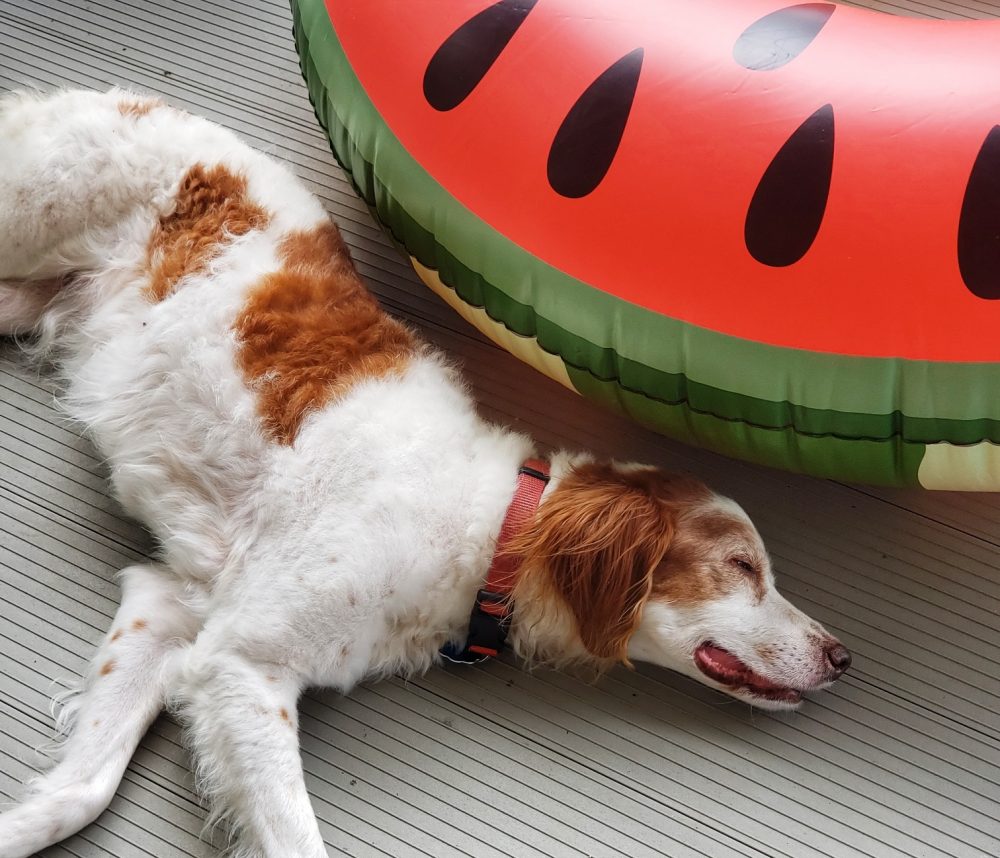 dog tired at camp watermelon